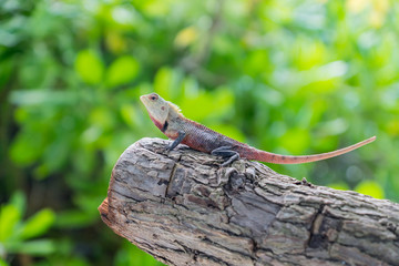 maldivian lizard