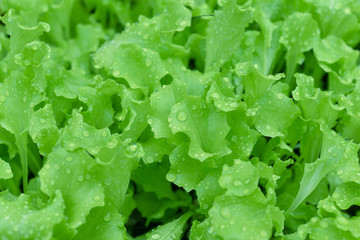 Small sprouts lettuce sprout in the ground