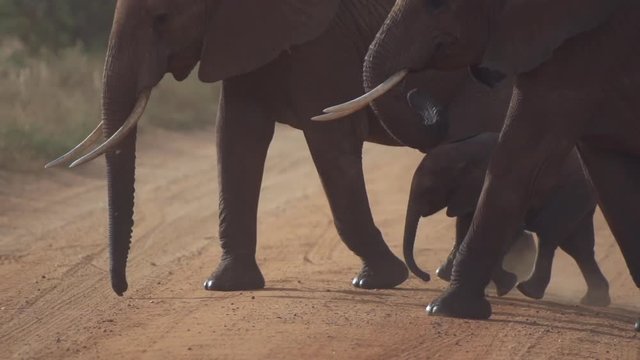 Elephant herd crossing a road protecting an infant in the middle at Tsavo, Kenya.  Shot in super slow motion at 240 fps (Sony FS700 FHD)