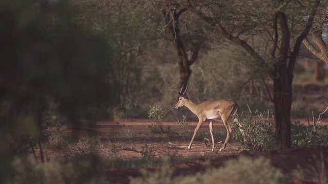 Impala walking at sunset in Tsavo west, Kenya.  Shot in super slow motion at 240 fps (Sony FS700 FHD)