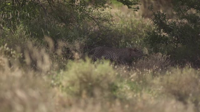 Leopard attacks in a bush at Tsavo East, Kenya. Shot in super slow motion at 240 fps (Sony FS700 FHD)