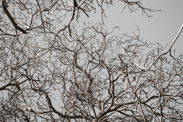 Twigs on gray background