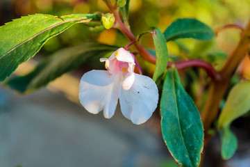 tobacco flower