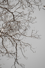 Obraz premium Twigs on gray background