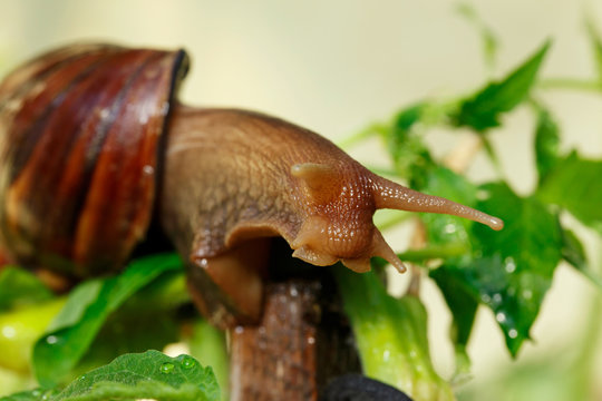 the big Achatina snail
