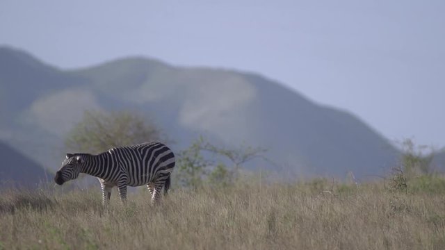 Zebra shaking head while eating grass in Tsavo, Kenya.  Shot in super slow motion at 240 fps (Sony FS700 FHD)