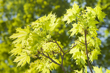 Acer blossom in springtime