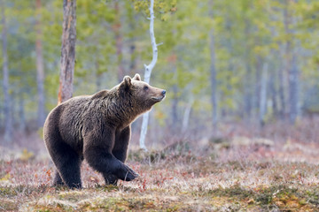 Obraz premium Brown bear in the taiga