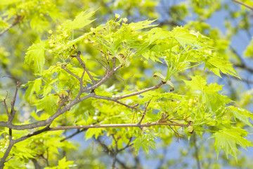 Acer blossom in springtime