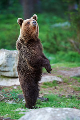 Young brown bear standing