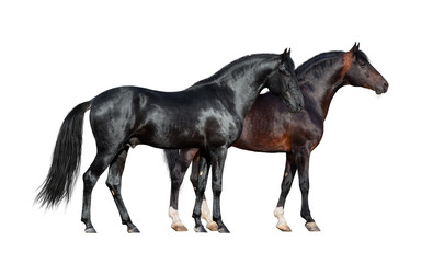 Fototapeta na wymiar Horses isolated on white. Two dark horses standing together on white background.