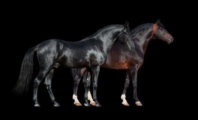 Horses isolated on black. Two dark horses standing together on black background.