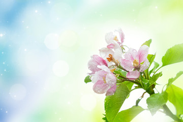 Blossoming apple