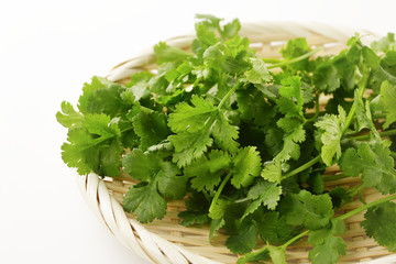 パクチー　coriander