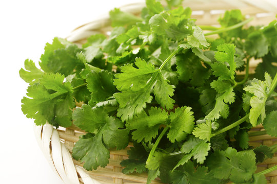 パクチー　coriander