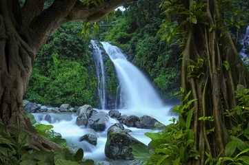 Foto op Plexiglas Diepe tropische jungles van Nepal © quickshooting