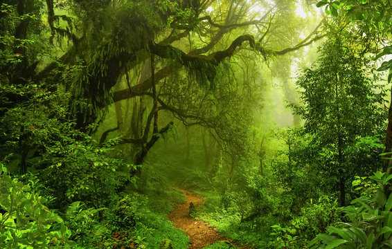 Fototapeta Deep tropical jungles of Nepal