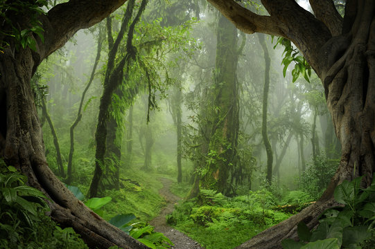 Fototapeta Deep tropical jungles of Nepal
