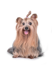 Yorkshire Terrier with braid