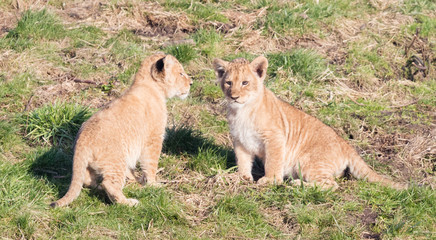 Fototapeta premium Lion cubs exploring it's surroundings