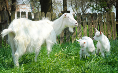 Obraz premium Three white goats standing among green grass on a warm spring day. Family of a mother and her two children resting and spending time together