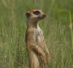 south african meerkat