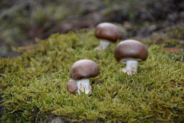 Drei braune Champignon Pilze  (Agaricaceae) auf grünem Moss 