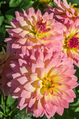Obraz premium Close up of a dahlia flower.