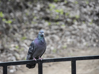 Pigeon on railings in the park. Amazing birds. Spring nature with bird.