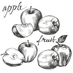 apple fruit set hand drawn vector llustration sketch