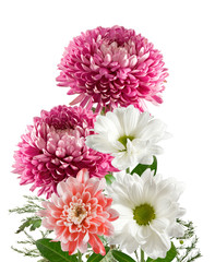 Isolated image of many beautiful flowers on  white background