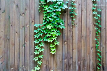 Ivy on a fence