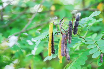 seeds on tree