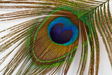 Single peacock feather