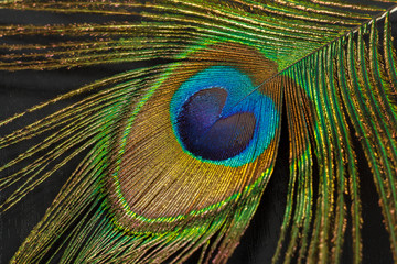 Fragment of peacock feather