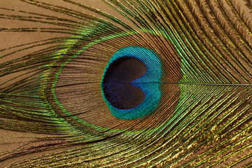 A part of peacock feather
