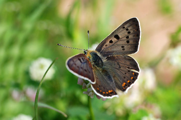 Obraz na płótnie Canvas Lycaena tityrus, Sooty Copper butterfly in the grass.