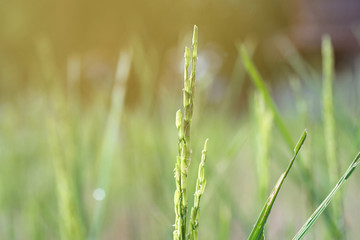 Colorful  grain on top of rice on wayside between sidewalk trave