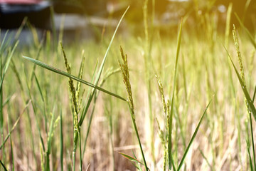Colorful  grain on top of rice on wayside between sidewalk trave