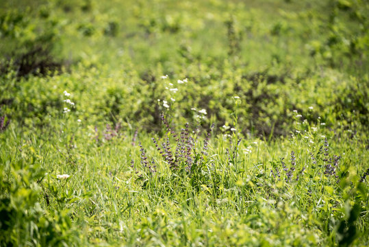 Summer green meadow with different blooming wild flowers.  Fresh meadow background. Wild flowers in the beginning of summer.