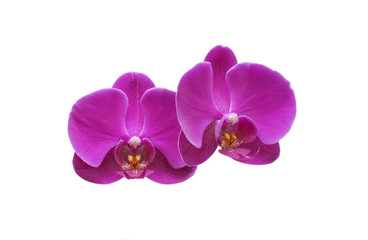 Fototapeta na wymiar Flower orchid. Purple.