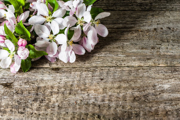 Apple blossom, spring flowering branch on wooden background
