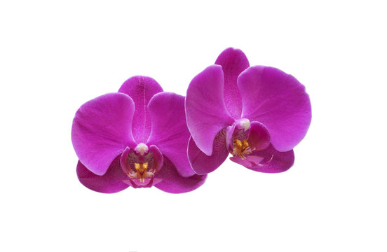Flower orchid. Purple.
