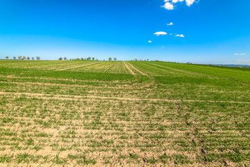 Green field landscape, blue sky on the horizon