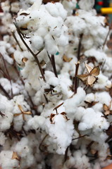 Cotton balls in a cotton plantation