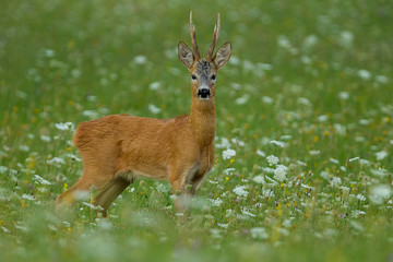 big male roe deer