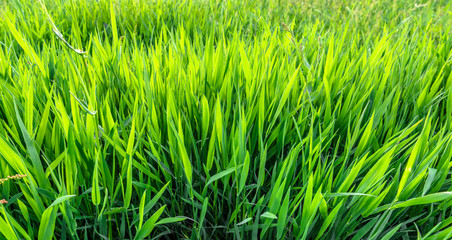 Close-up of grass on green field, background