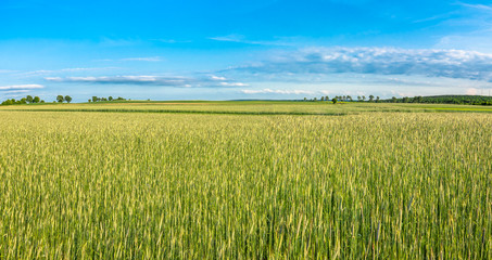Field of cereal, countryside landscape of farming in Poland