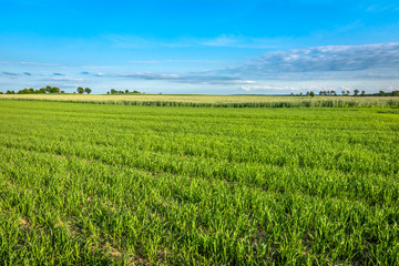 Landscape of cereal field in spring. Green crops and blue sky with trees on the horizon