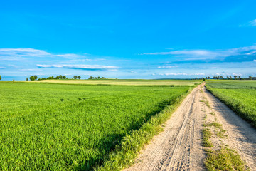 Fototapeta na wymiar Blue sky, road and field with green grass in spring, countryside landscape